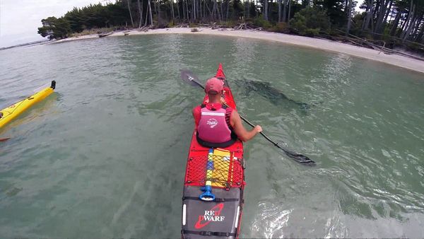 Shark Man with Riley Elliott - Bronze Whaler