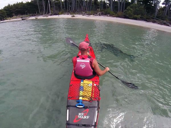 Shark Man with Riley Elliott - Bronze Whaler