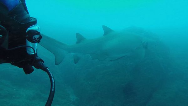 Shark Man with Riley Elliott - Grey Nure