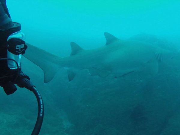 Shark Man with Riley Elliott - Grey Nure