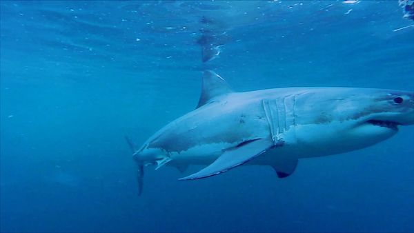 Shark Man with Riley Elliott - Western Australia Shark Cull