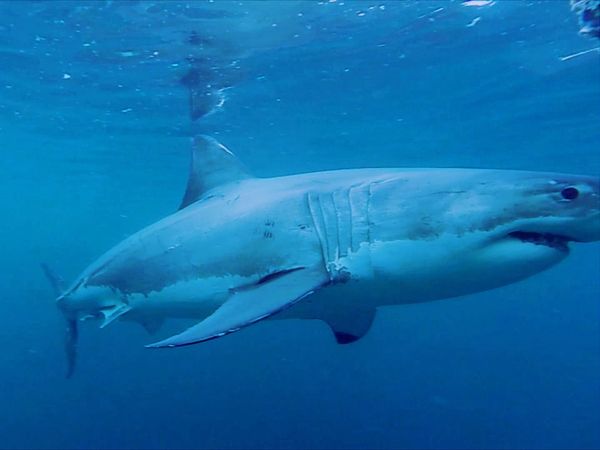 Shark Man with Riley Elliott - Western Australia Shark Cull