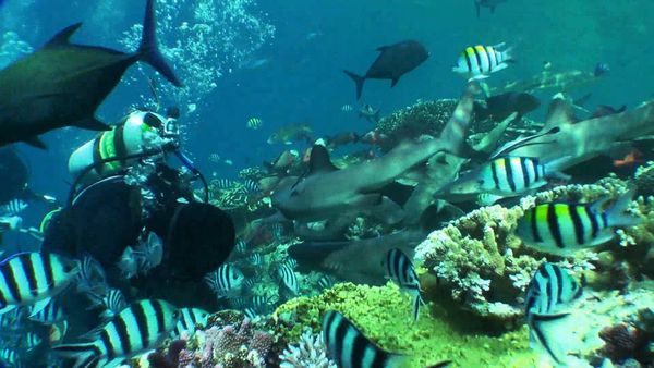 Shark Man with Riley Elliott - Fiji