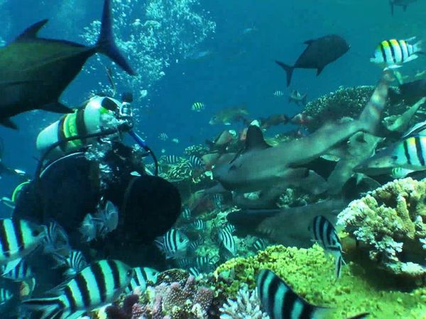 Shark Man with Riley Elliott - Fiji