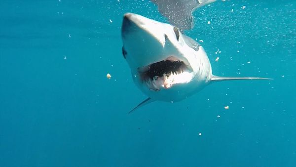 Shark Man with Riley Elliott - Mako