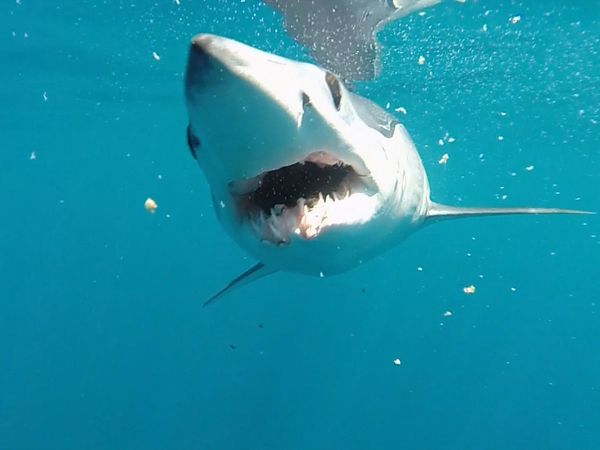 Shark Man with Riley Elliott - Mako