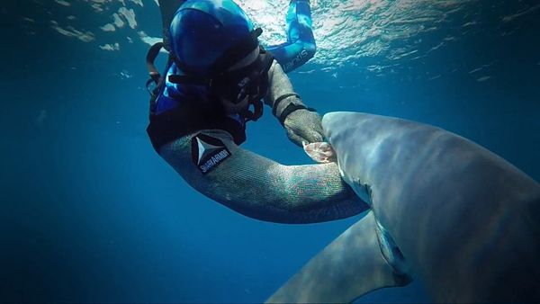 Shark Man with Riley Elliott - Shark Attack