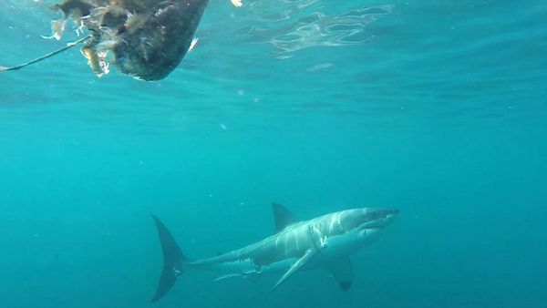 Shark Man with Riley Elliott - Great White
