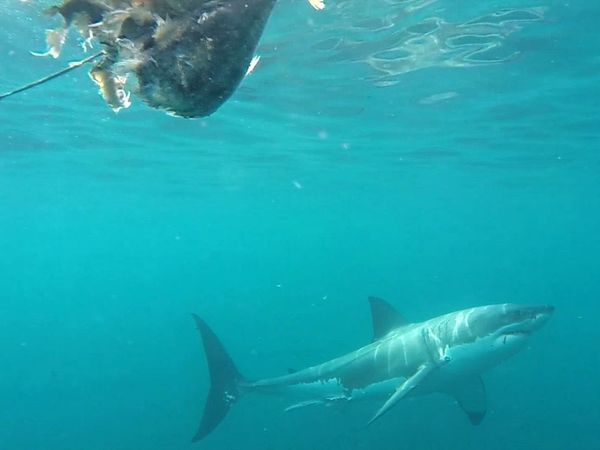 Shark Man with Riley Elliott - Great White