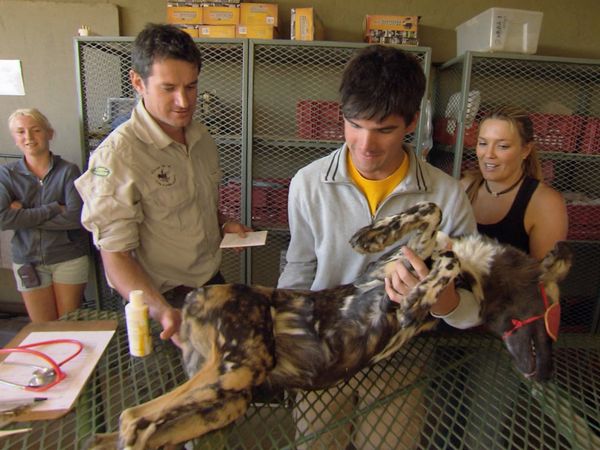 Wild Animal Orphans - Operation Wild Dog