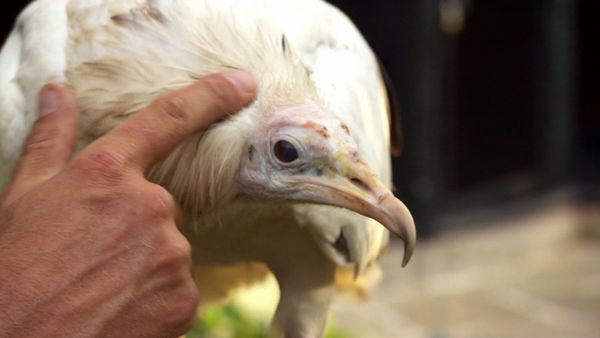Luke Gamble's Vet Adventures - Nepal