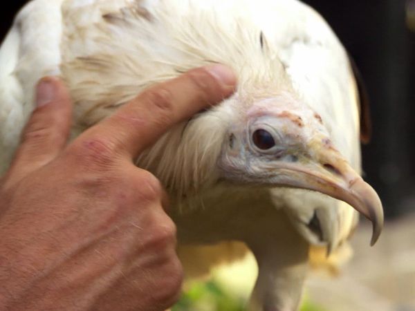 Luke Gamble's Vet Adventures - Nepal