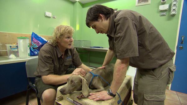 Luke Gamble's Vet Adventures - Grenada