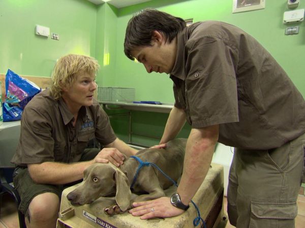 Luke Gamble's Vet Adventures - Grenada