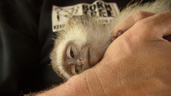 Luke Gamble's Vet Adventures - Malawi