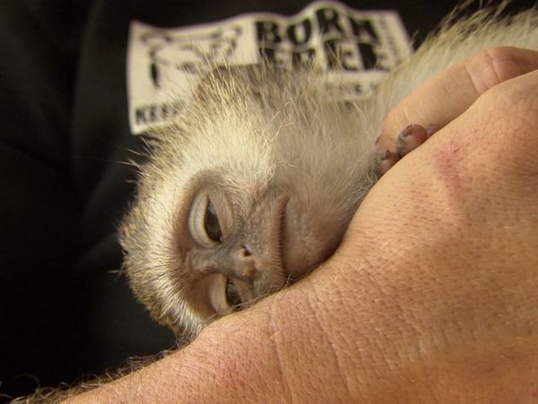 Luke Gamble's Vet Adventures - Malawi
