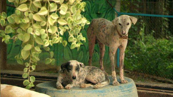 Luke Gamble's Vet Adventures - Thailand