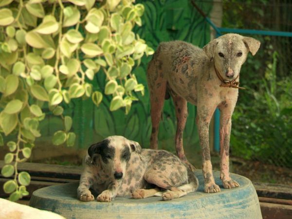 Luke Gamble's Vet Adventures - Thailand