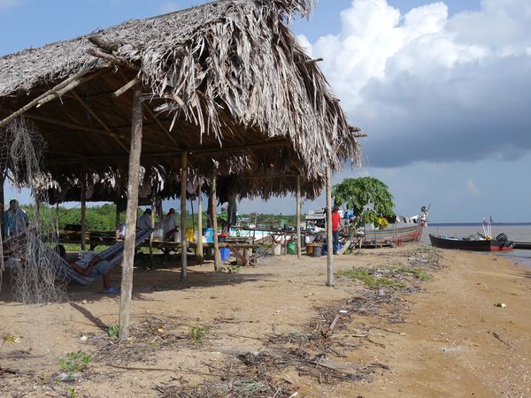 Zu den Quellen des Essequibo - Im Delta