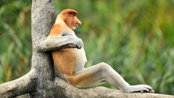 Kinabatangan – Der Amazonas des Ostens - Mensch vs. Natur