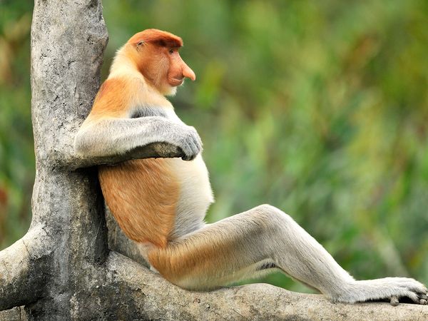 Kinabatangan – Der Amazonas des Ostens - Mensch vs. Natur