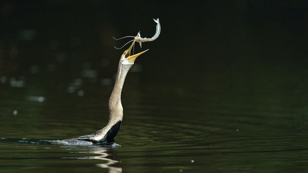 Kinabatangan – Der Amazonas des Ostens - Sabahs Geschenk an die Erde