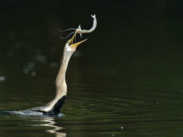 Kinabatangan – Der Amazonas des Ostens - Sabahs Geschenk an die Erde
