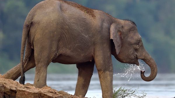 Kinabatangan – Der Amazonas des Ostens - Quelle des Lebens