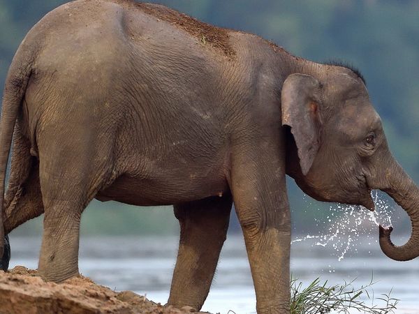 Kinabatangan – Der Amazonas des Ostens - Quelle des Lebens
