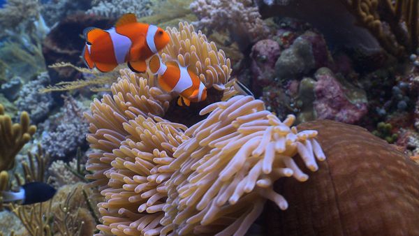Das Korallendreieck - Ein offenes Aquarium