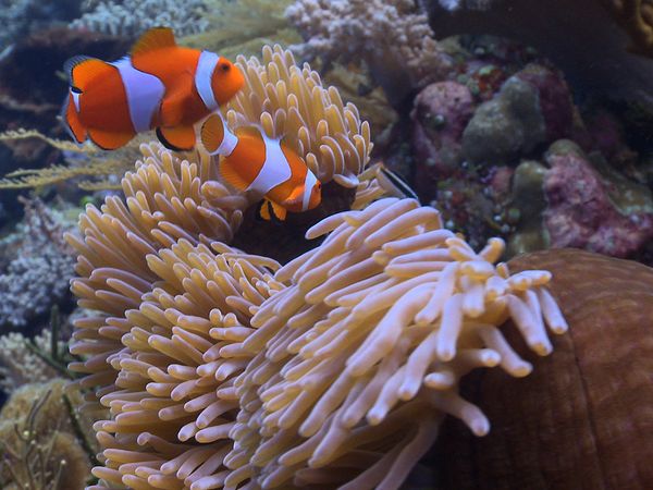 Das Korallendreieck - Ein offenes Aquarium