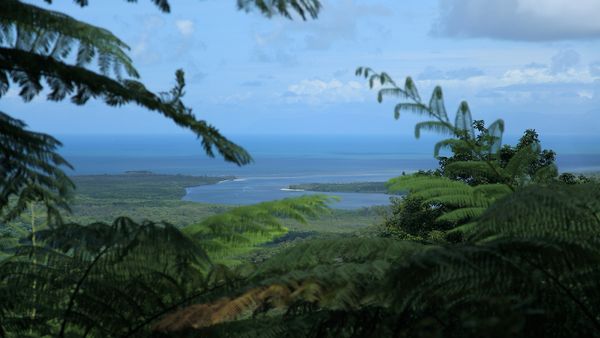 Australiens Nationalparks - Der Regenwald