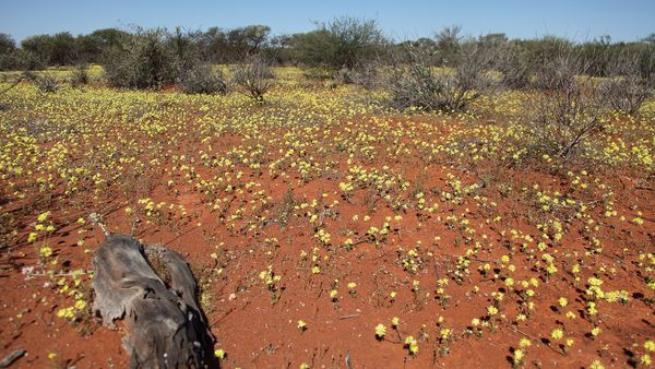 Australiens Nationalparks - Die rote Wüste