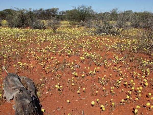 Australiens Nationalparks - Die rote Wüste