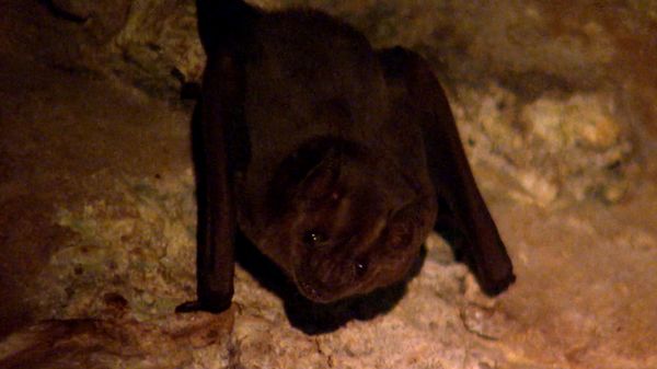 RiffTrax - Total Riff Off Episode 2: Demon Bat