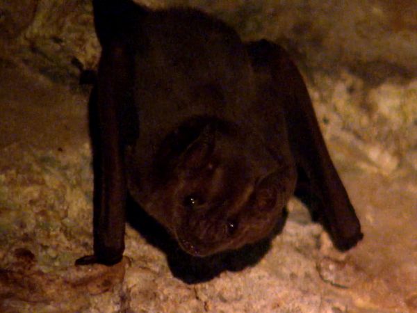RiffTrax - Total Riff Off Episode 2: Demon Bat