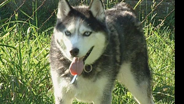 Forensic Files - Hair of the Dog