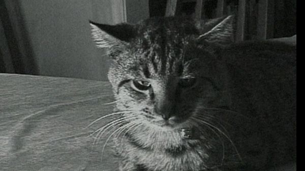 Forensic Files - Cats, Flies & Snapshots