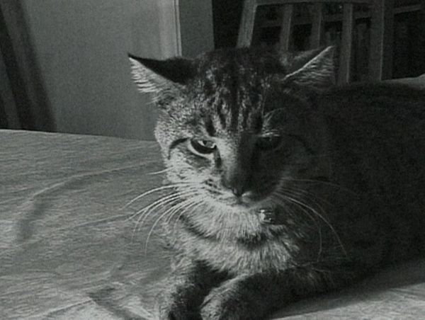 Forensic Files - Cats, Flies & Snapshots