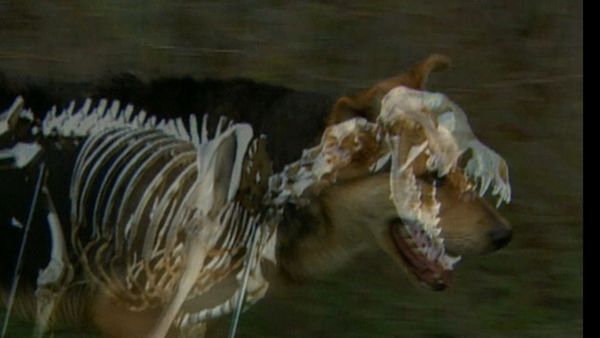 Forensic Files - Man's Best Friend?