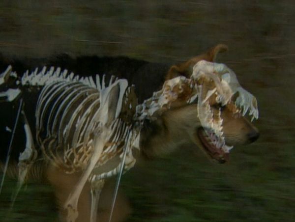Forensic Files - Man's Best Friend?