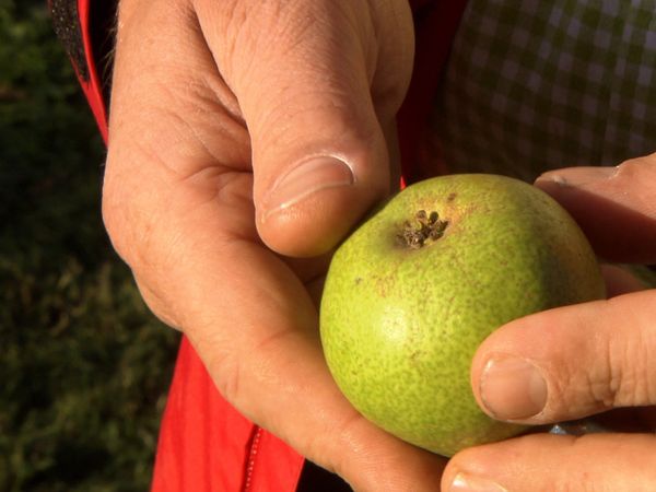 Im Bann der Jahreszeiten - Altweibersommer