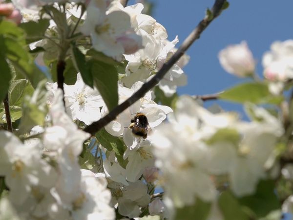 Im Bann der Jahreszeiten - Wonnemonat Mai