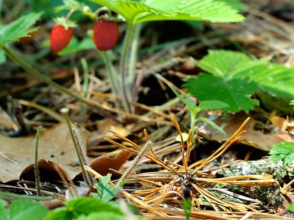 Im Bann der Jahreszeiten - Sommerboten