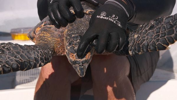 Ocean Treks With Jeff Corwin - Nicaragua: Wild and Wonderful