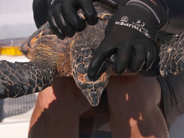Ocean Treks With Jeff Corwin - Nicaragua: Wild and Wonderful