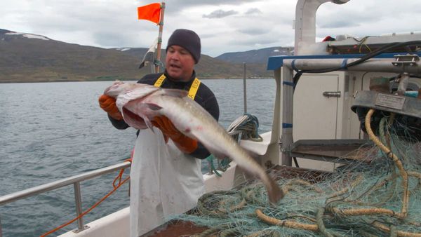 Ocean Treks With Jeff Corwin - St. Maarten: Sailing a Legend