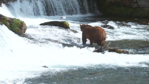 Ocean Treks With Jeff Corwin - Best Of: Delicious Adventures