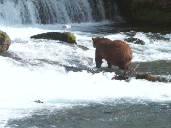 Ocean Treks With Jeff Corwin - Best Of: Delicious Adventures