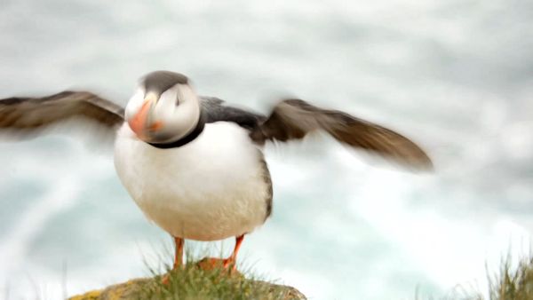 Ocean Treks With Jeff Corwin - Anchorage: Alaska's Gateway